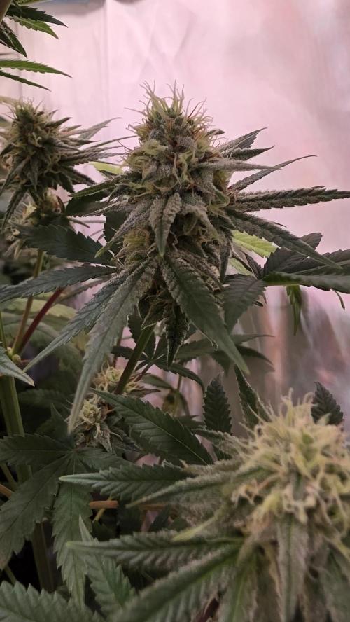 Purple Lemonade. Week 10