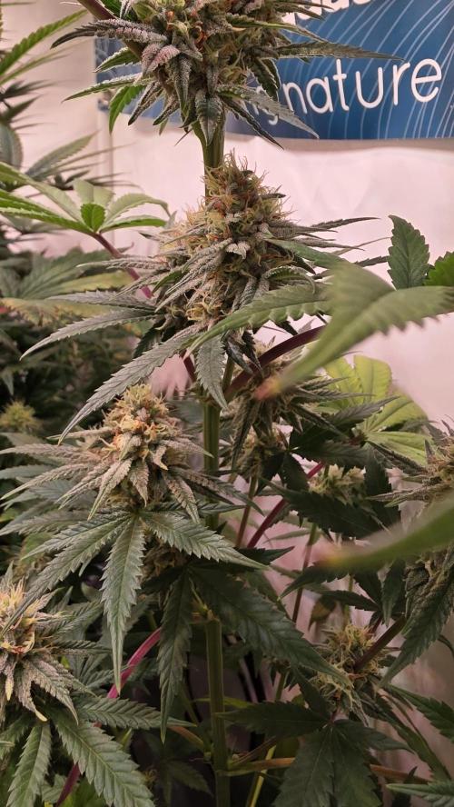 Purple Lemonade. Week 10