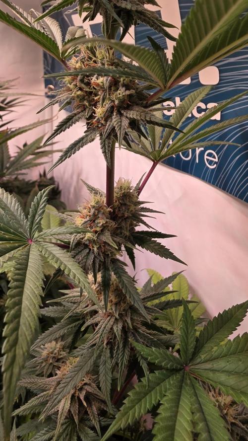 Purple Lemonade. Week 10