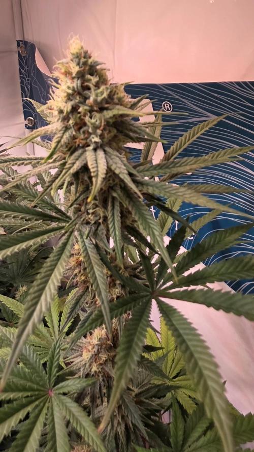 Purple Lemonade. Week 10