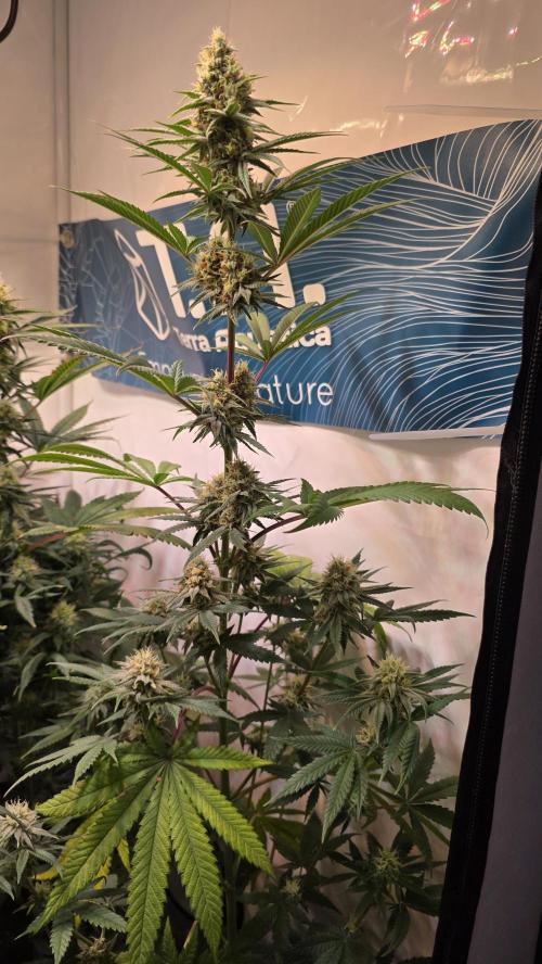 Purple Lemonade. Week 10