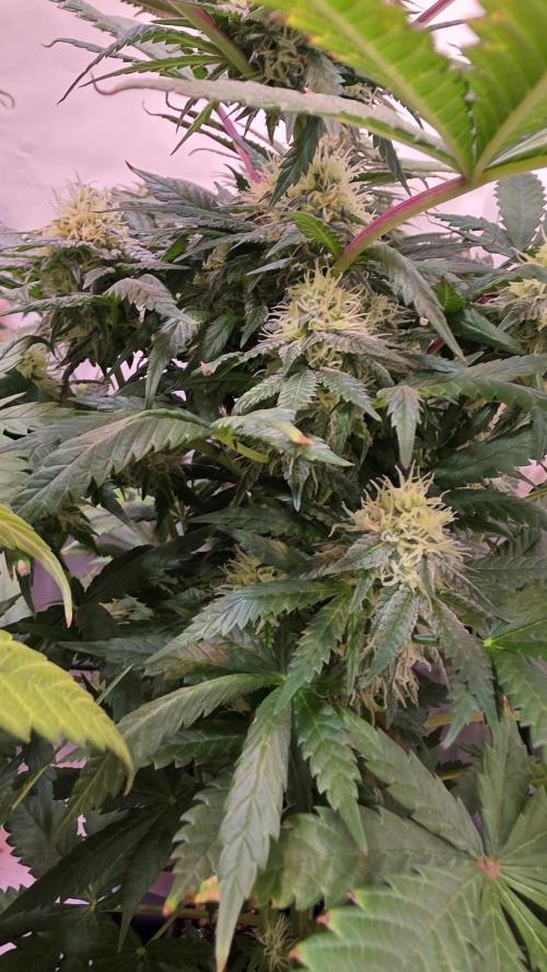 Mandarin Cookies. Week 10