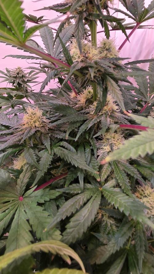 Mandarin Cookies. Week 10