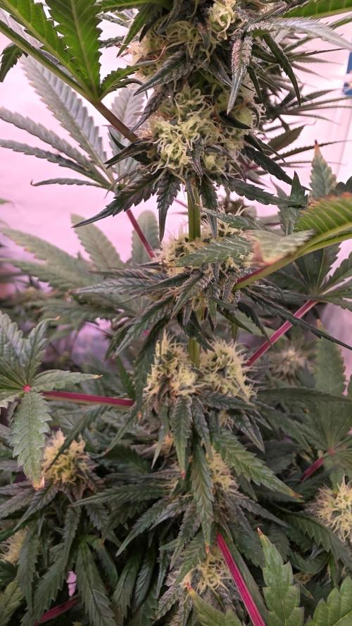 Mandarin Cookies. Week 10