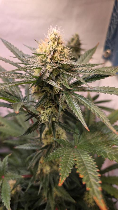 Mandarin Cookies. Week 10