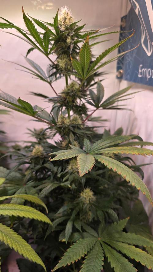 Mandarin Cookies. Week 10