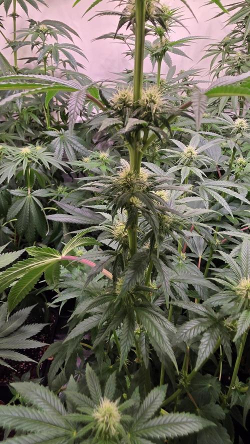 Melonade K. Week 9