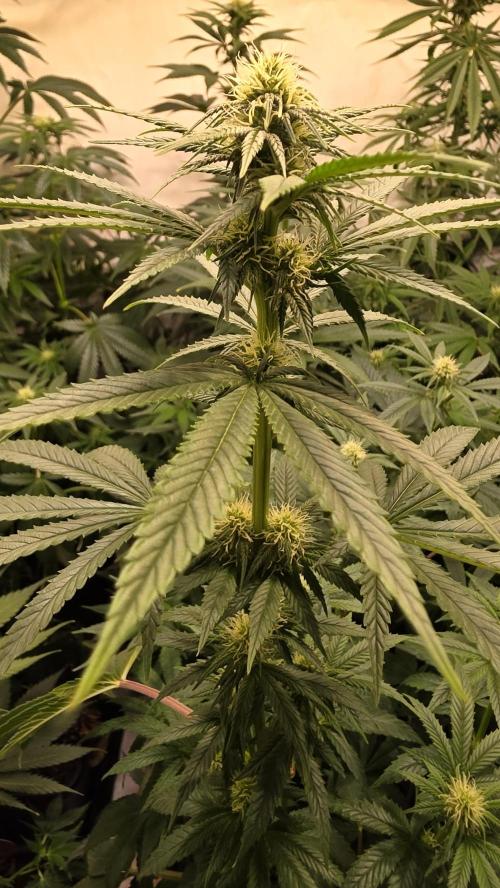 Melonade K. Week 9