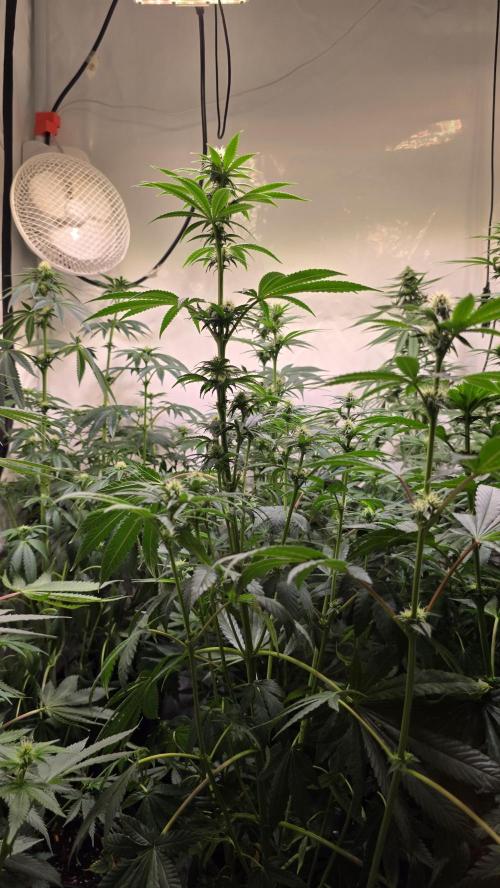 Melonade K. Week 9