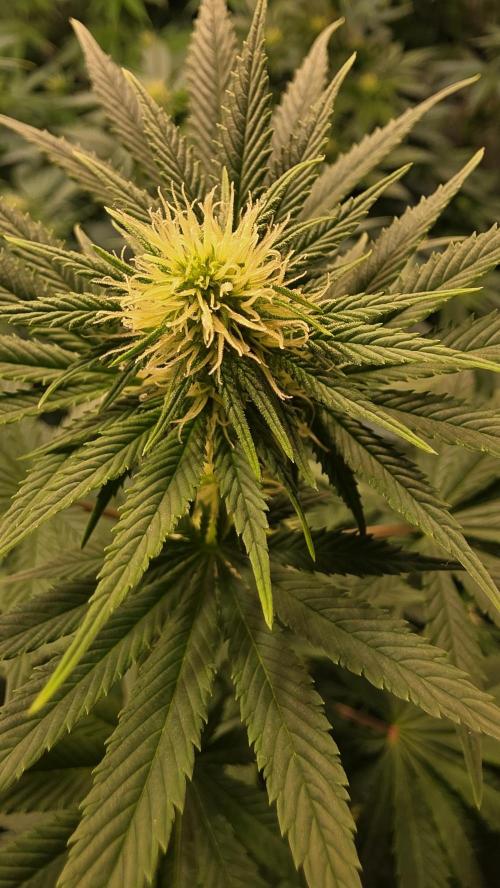 Banana Kush. Week 9