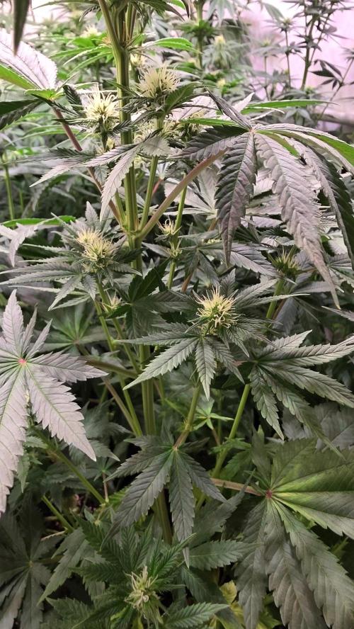 Banana Kush. Week 9