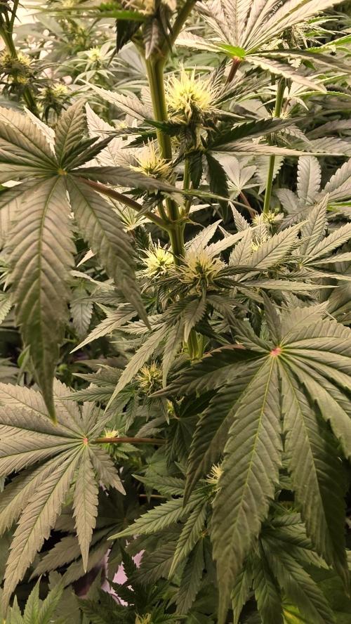 Banana Kush. Week 9