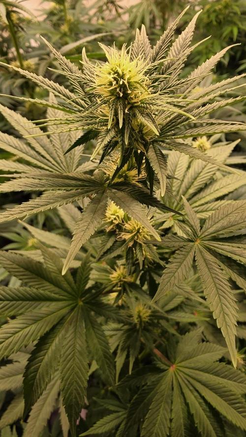Banana Kush. Week 9