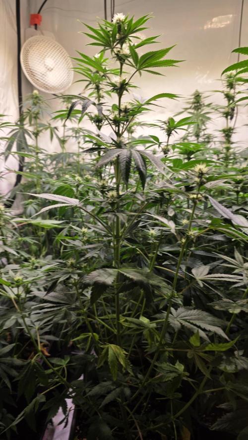 Banana Kush. Week 9