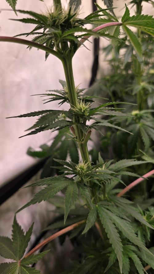 Mango Crack. Week 9