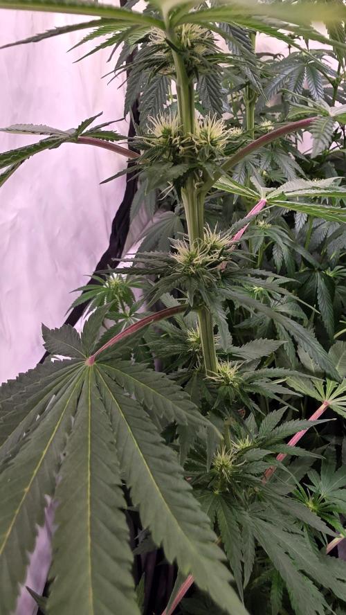 Mango Crack. Week 9