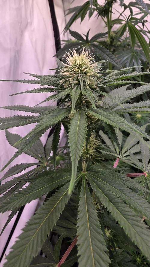 Mango Crack. Week 9
