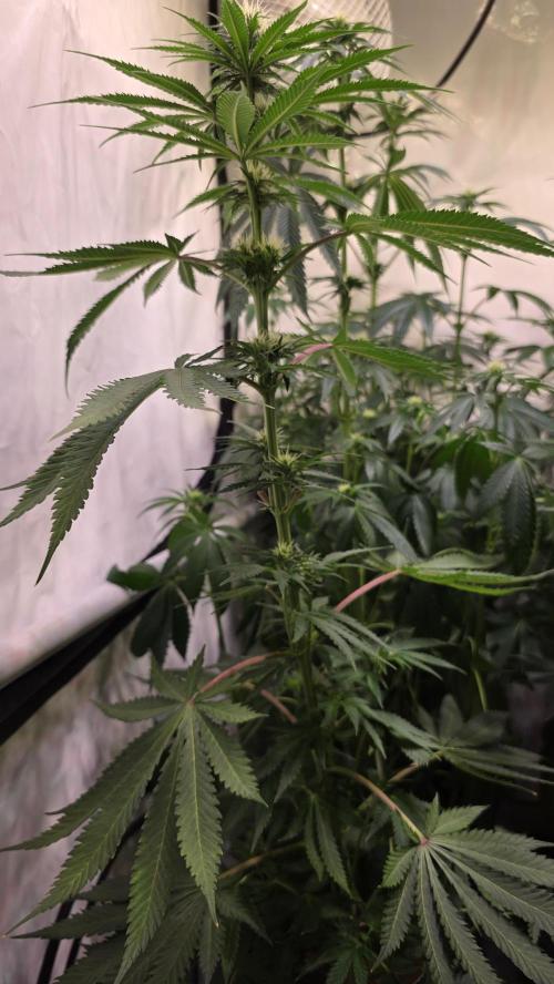 Mango Crack. Week 9
