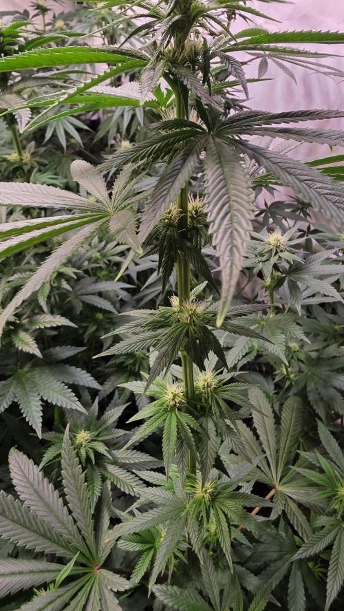 Karibean Mango. Week 9