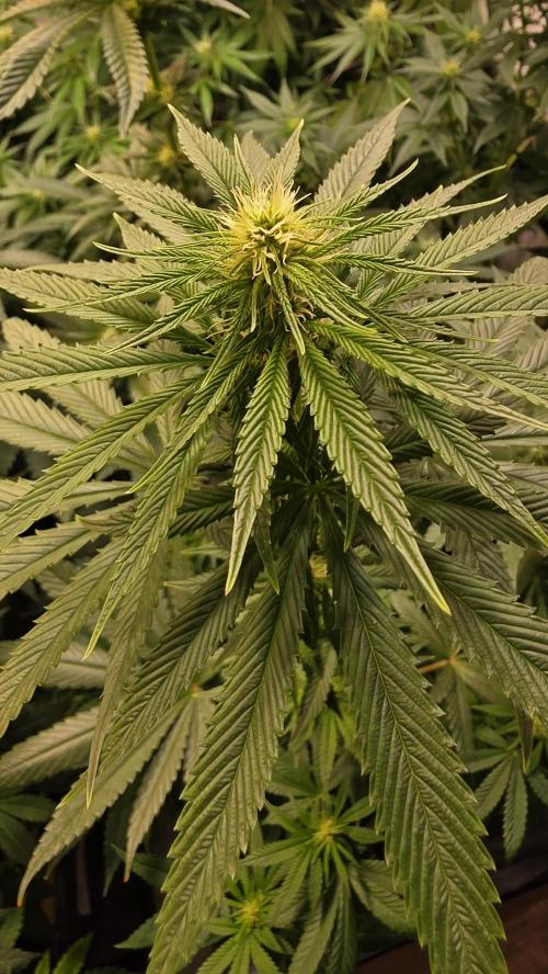 Karibean Mango. Week 9