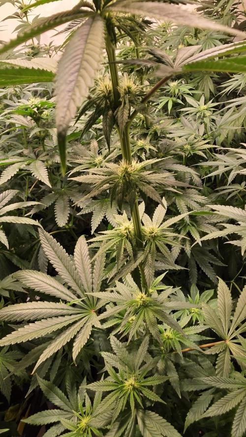 Karibean Mango. Week 9