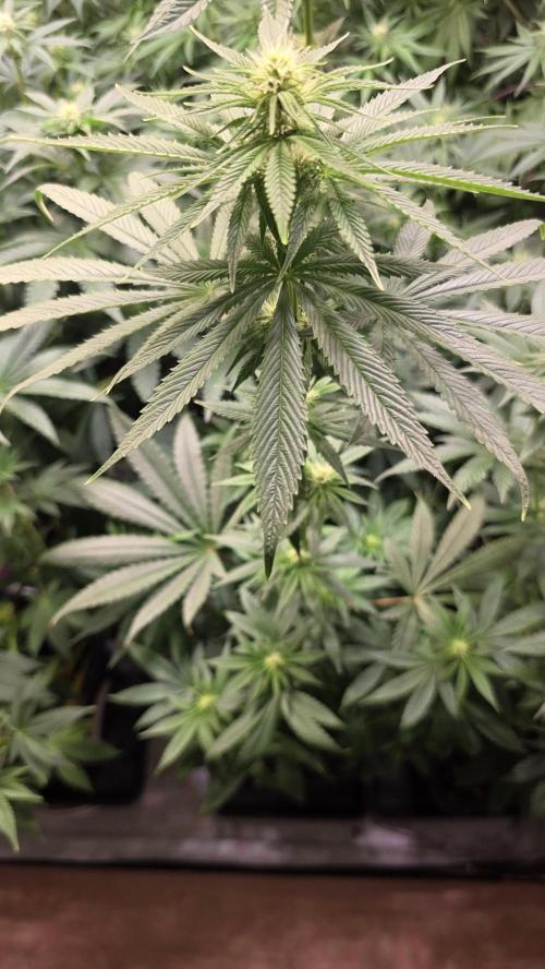 Karibean Mango. Week 9