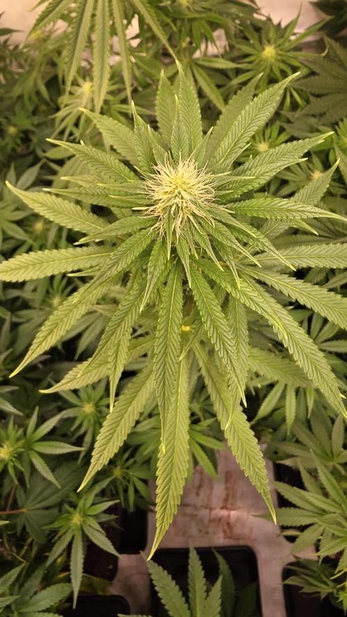 Orange Biscuite. Week 9