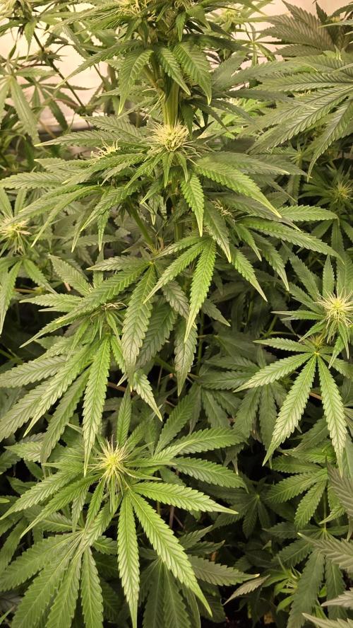 Orange Biscuite. Week 9