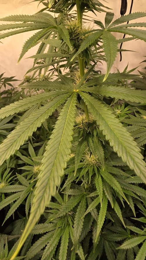 Orange Biscuite. Week 9