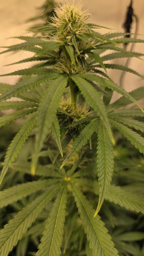 Orange Biscuite. Week 9