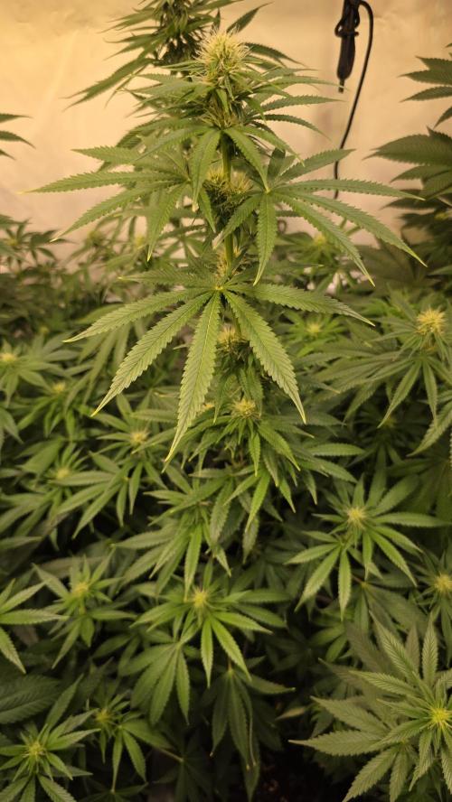 Orange Biscuite. Week 9