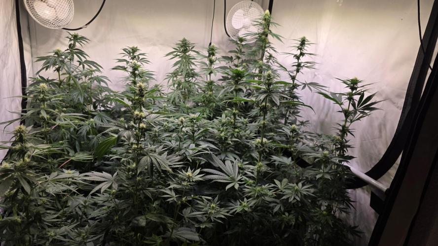 Grease Monkey. Week 9