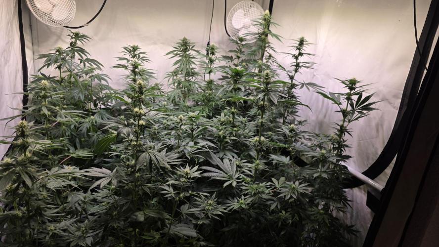 Grease Monkey. Week 9