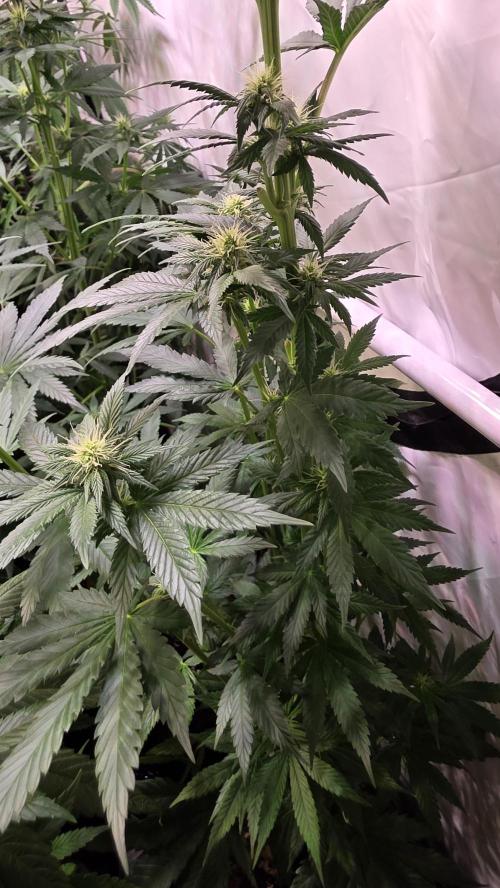 Grease Monkey. Week 9