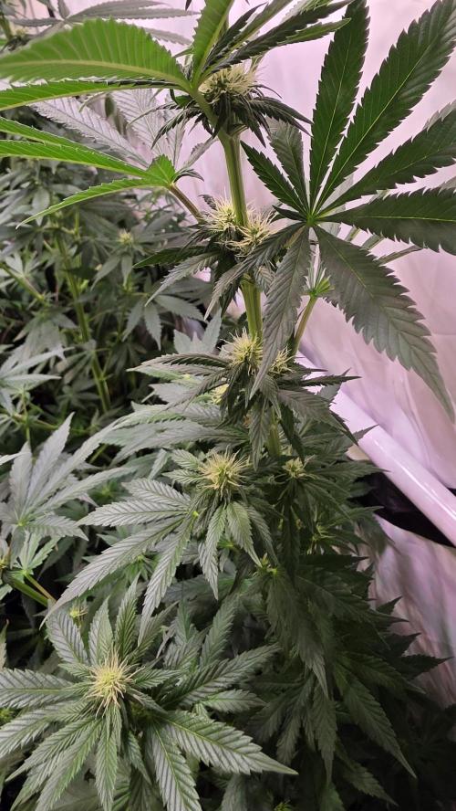 Grease Monkey. Week 9