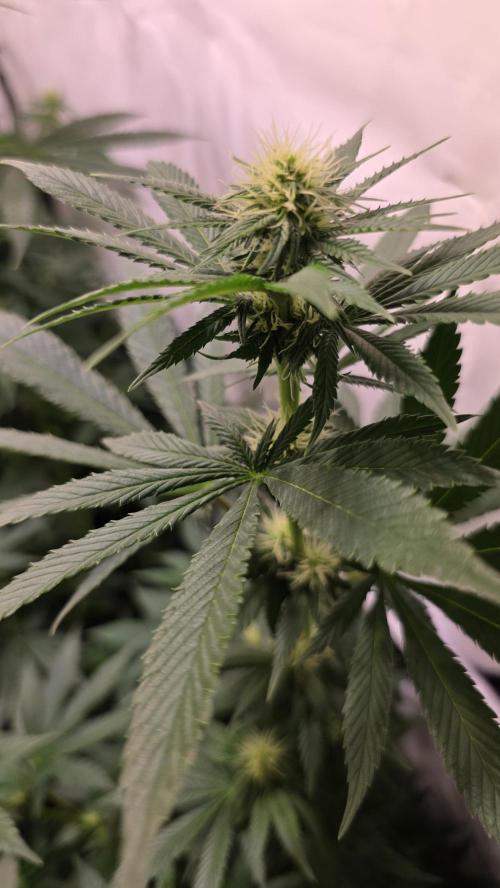 Grease Monkey. Week 9