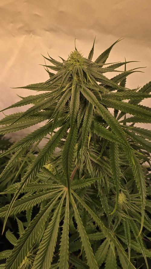Shiska Lemonade. Week 9
