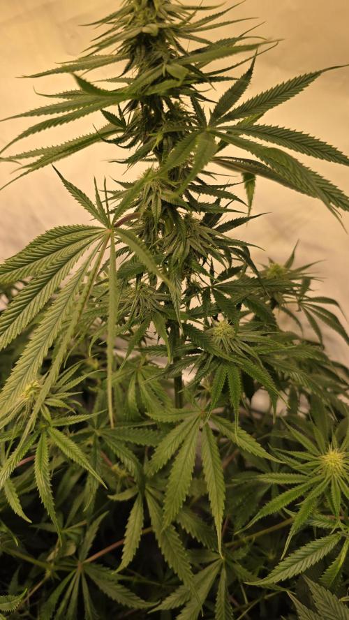 Shiska Lemonade. Week 9