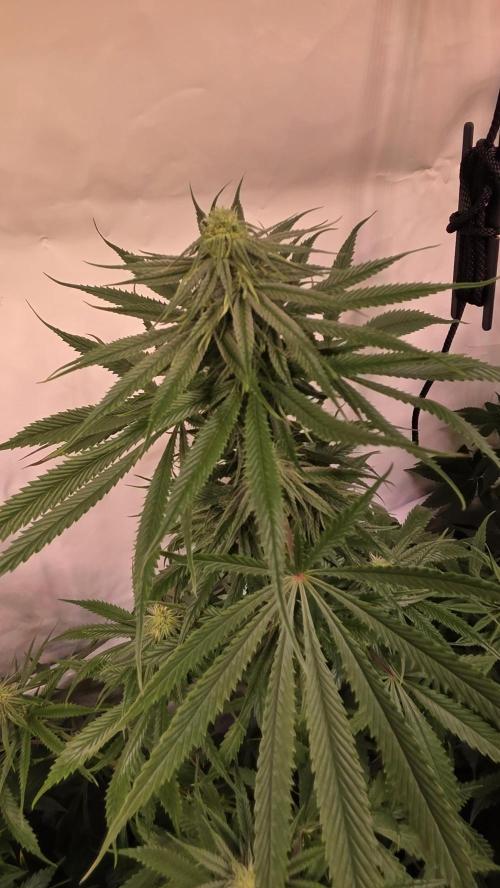 Shiska Lemonade. Week 9