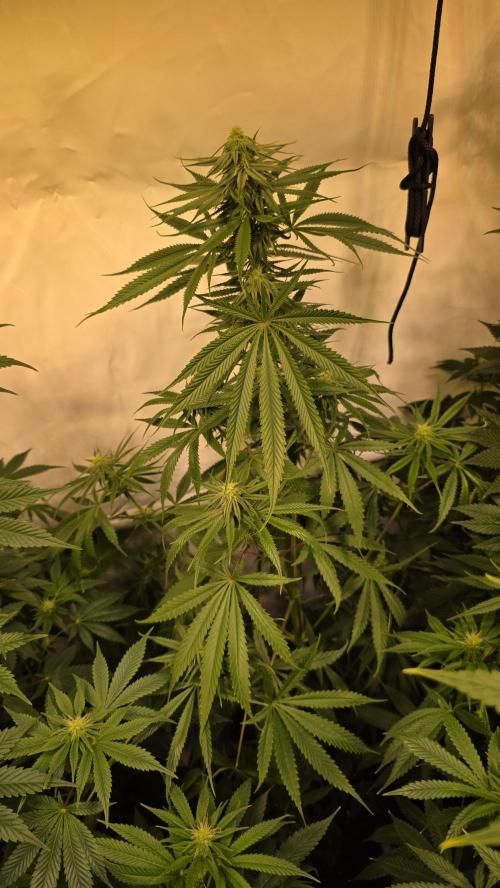 Shiska Lemonade. Week 9