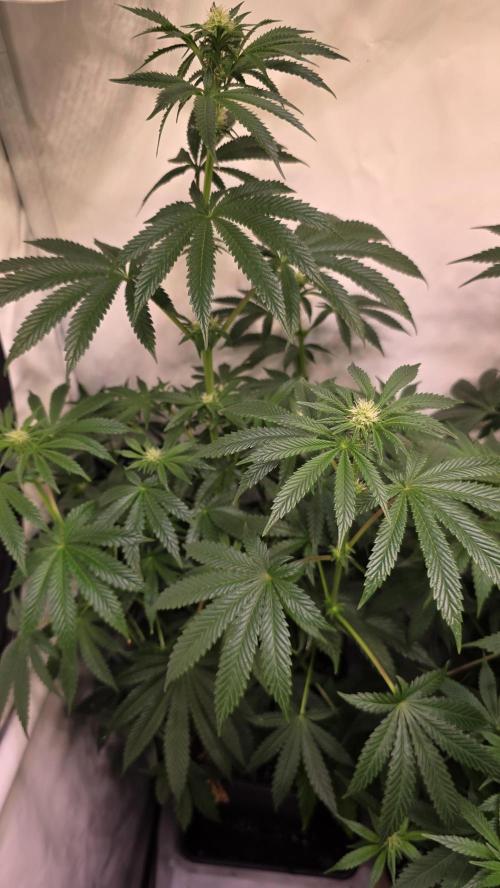 Blue Pirat. Week 9