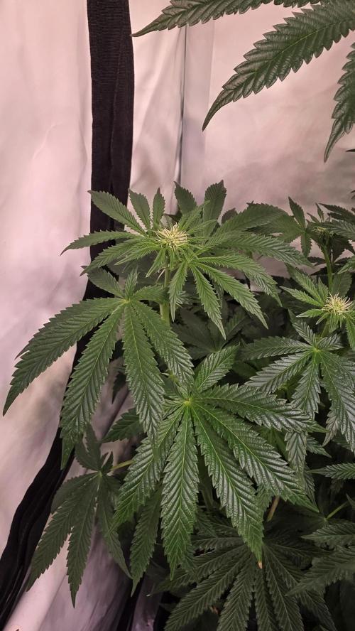 Blue Pirat. Week 9