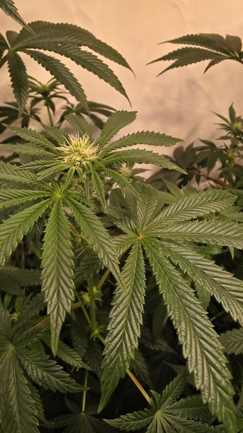 Blue Pirat. Week 9