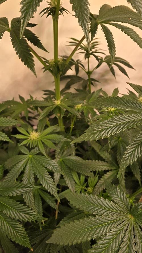 Blue Pirat. Week 9