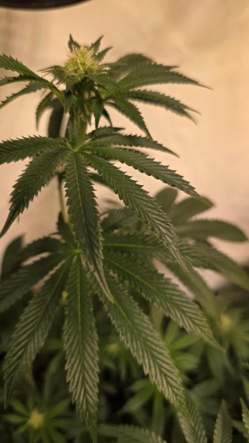 Blue Pirat. Week 9