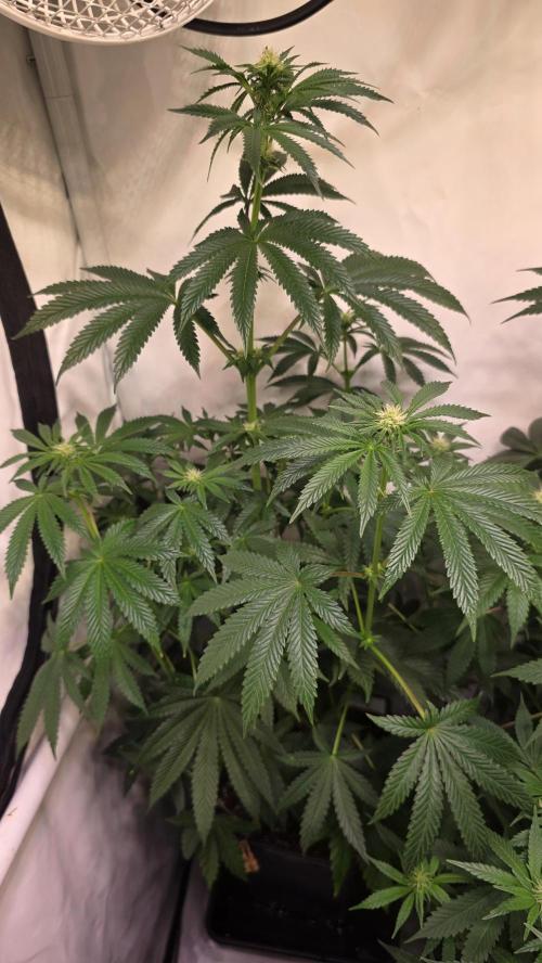 Blue Pirat. Week 9