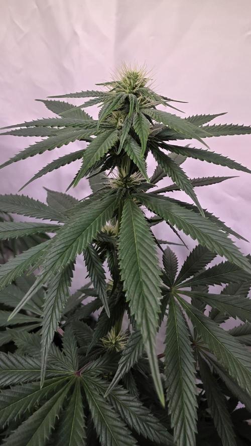 Banana Brawler. Week 9
