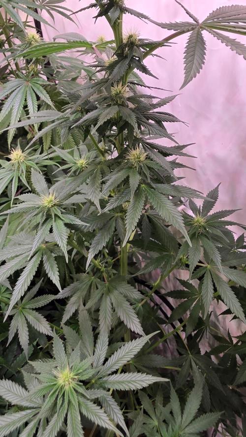 Banana Brawler. Week 9