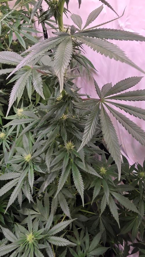 Banana Brawler. Week 9