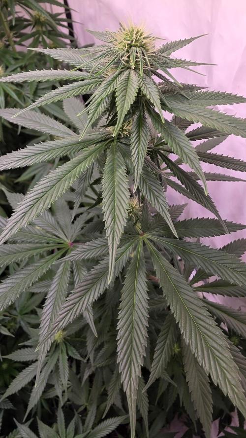 Banana Brawler. Week 9